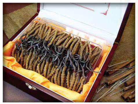 德安冬虫夏草回收